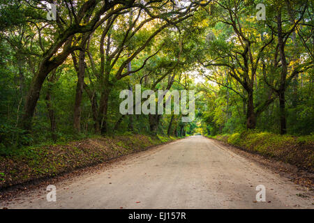 Eichen entlang der unbefestigten Straße Botany Bay Plantation auf Edisto Island, South Carolina. Stockfoto