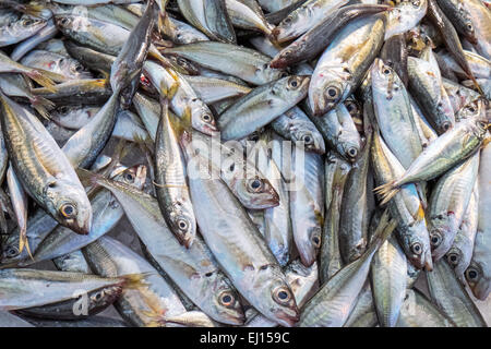 Kleine Fische zum Verkauf auf dem Markt Stockfoto