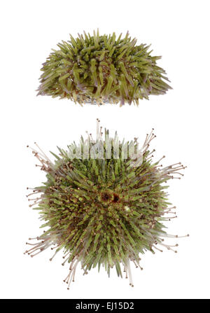 Green Sea Urchin - Psammechinus miliaris Stockfoto