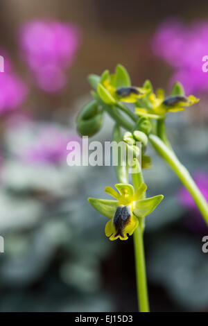 Ophrys Lutea Galilaea. Gelbe Ophrys. Gelbe europäischen Orchidee Stockfoto