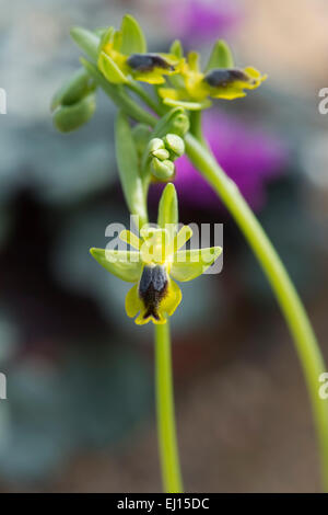 Ophrys Lutea Galilaea. Gelbe Ophrys. Gelbe europäischen Orchidee Stockfoto