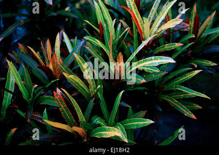 Naturfotografie - tropische Wald in Bali in Indonesien in Südostasien im Fernen Osten. Pflanzen Garten Gärten Dschungel Blume Natur Stockfoto