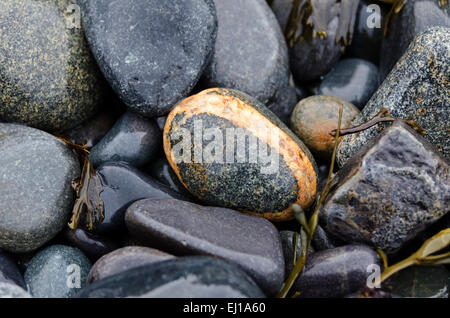 Strand-Steinen im Hafen von Kompass, Acadia National Park, Maine sind glänzend mit Regenwasser. Stockfoto