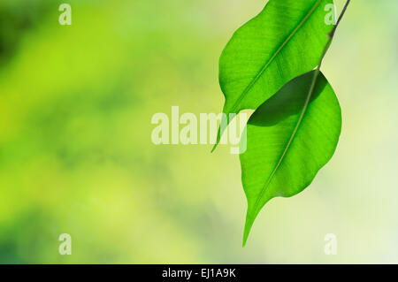 Ficus Benjamina verlässt Closeup Hintergrund Stockfoto