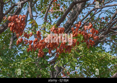 Goldenrain Tree (Stand Paniculata) Stockfoto