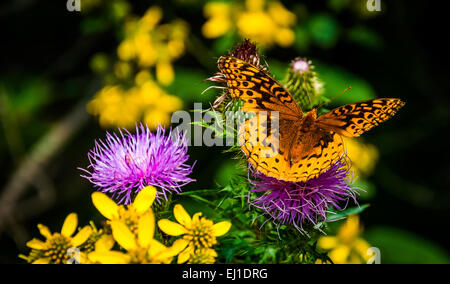 Großen Spangled Fritillary Schmetterling auf einer lila Distel Blume im Shenandoah-Nationalpark, Virginia. Stockfoto