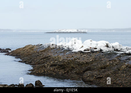 Eisbedeckten See leisten bei Ebbe im Acadia National Park, Bar Harbor, Maine freigelegt. Stockfoto