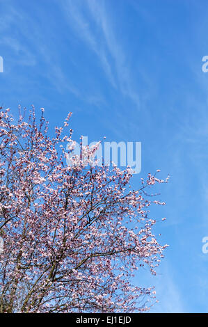 Rosa Japanische Pflaume Zierbaum Blüten vor blauem Himmel Stockfoto