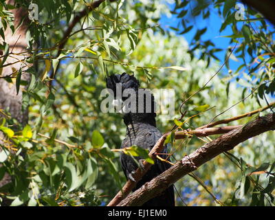 Red tailed schwarzen Kakadu in einem Kijiji Stockfoto