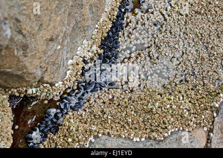 Baby Miesmuscheln (Mytilus Edulis) wächst zwischen Massen von Northern Rock Seepocken, Acadia National Park, Bar Harbor, Maine. Stockfoto