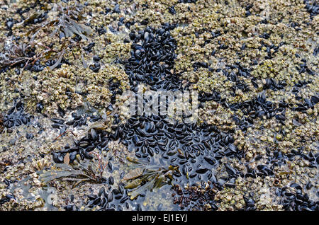 Baby Miesmuscheln (Mytilus Edulis) wächst unter Northern Rock Seepocken, Acadia National Park, Bar Harbor, Maine. Stockfoto