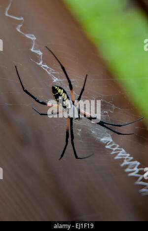Eine große Spinne spinnt ein feines Netz auf einer Terrasse im freien Stockfoto