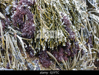 Vertebrata Lanosa ist eine symbiotische marine Alge, die auf Ascophyllum Nodosum wächst; Acadia National Park, Bar Harbor, Maine. Stockfoto