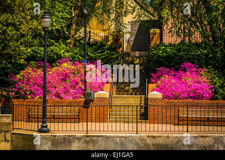 Spring Farbe entlang der Flussufer Canal Walk in Richmond, Virginia. Stockfoto