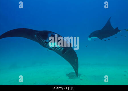 Schwarz Mantarochen (Manta Birostris) Check-out die Taucher an Sandy Manta Reinigungsstation in Raja Ampat, Indonesien. Stockfoto