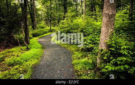 Der Limberlos Trail, in einem üppigen Wald, Shenandoah-Nationalpark, Virginia. Stockfoto