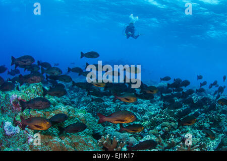 Scuba Diver beobachtet Schule Midnight Schnapper (Macolor Macularis); Spratly-Inseln, South China Sea. Stockfoto