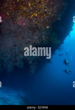 Taucher entdecken Sie Leiste unter Wand Riff mit großen Gorgonien. Spratly-Inseln, South China Sea. Stockfoto