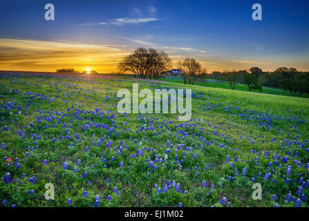 Texas Bluebonnet Frühling Wildblumen Feld bei Sonnenaufgang Stockfoto