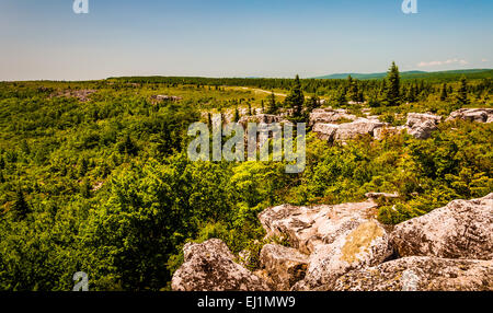 Die schroffen, felsigen Gelände tragen Steine in Dolly Grassoden Wildnis, Monongahela National Forest, West Virginia. Stockfoto