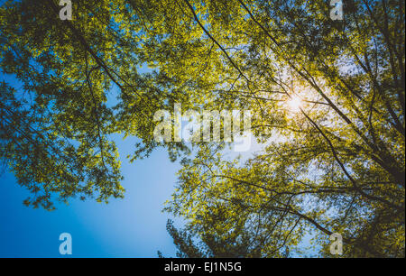 Die Sonne scheint durch Bäume in Monticello, Virginia. Stockfoto