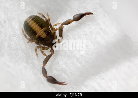 Höhlenpseudoskorpion fand im Haus in Santa Barbara, Kalifornien Stockfoto