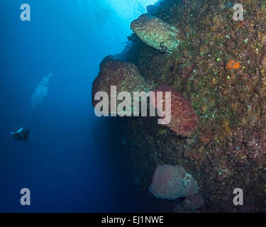 Taucher inspiziert große fluoreszierende Schwämme auf Wand Riff. Spratly-Inseln, South China Sea. Stockfoto