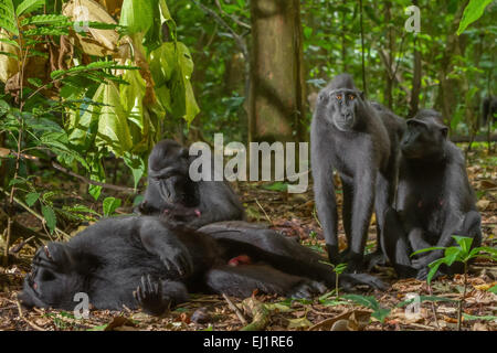 Eine männliche Person von Sulawesi Schwarzkammmakaken (Macaca nigra) wird von einer anderen Person in Tangkoko, Nord-Sulawesi, Indonesien, gepflegt. Stockfoto