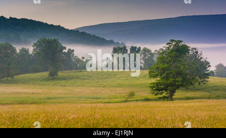 Blick auf Bäume im Hof-Feld und fernen Bergen an einem nebligen Morgen im ländlichen Potomac Hochland von West Virginia. Stockfoto