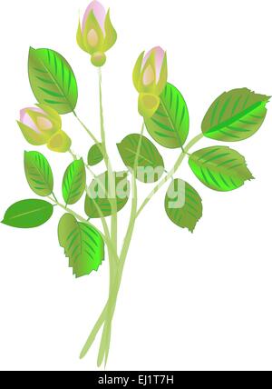 Drei Rosa Rosen Knospen auf weißem Hintergrund Stock Vektor