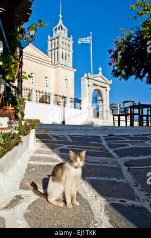 Eine Katze und die Kirche von Agia Triada (Heilige Dreifaltigkeit) in Lefkes in Paros, Griechenland. Stockfoto