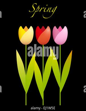 Drei bunte Tulpen auf schwarzem Hintergrund Stock Vektor