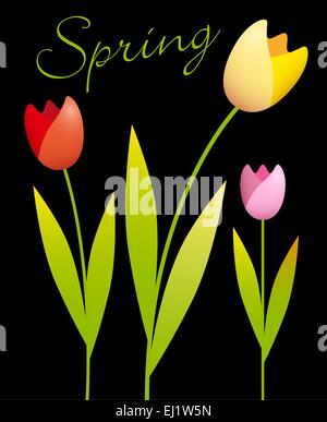 Drei bunte Tulpen auf schwarzem Hintergrund Stock Vektor
