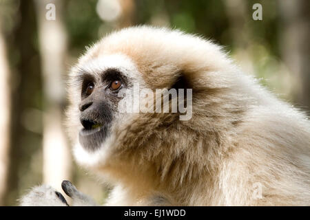 White-handed Gibbon (Hylobates Lar), Monkeyland Primate Sanctuary, Plettenberg Bay, Südafrika Stockfoto