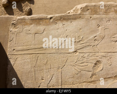 Reliefs an den Wänden des Botanischen Gartens in der Festhalle, Akh Menou von Thutmose in Karnak Tempel Luxor Ägypten Stockfoto