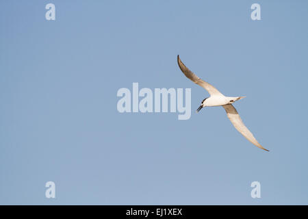 Brandseeschwalbe (Thalasseus Sandvicensis) im Flug. Galizien. Spanien. Stockfoto