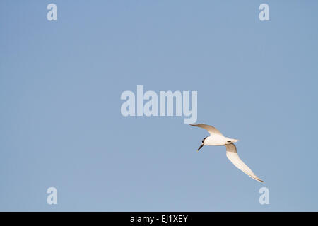 Brandseeschwalbe (Thalasseus Sandvicensis) im Flug. Galizien. Spanien. Stockfoto