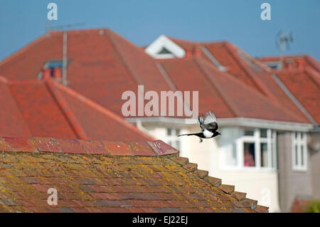 Swansea, Großbritannien, 20. März 2015. Elster, die Dächer von Swansea heute auf der Höhe der Sonnenfinsternis herumfliegen. Bildnachweis: Phil Rees/Alamy Live-Nachrichten Stockfoto