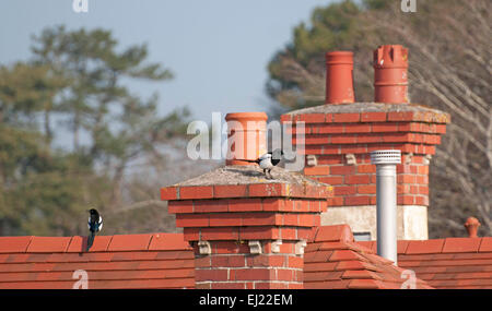 Swansea, Großbritannien, 20. März 2015. Verwirrt Vögel unter den Schornstein eines Hauses in Swansea heute auf der Höhe der Sonnenfinsternis. Bildnachweis: Phil Rees/Alamy Live-Nachrichten Stockfoto