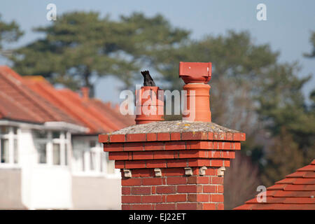 Swansea, Großbritannien, 20. März 2015. Verwirrt Krähen nisten am Schornstein in Swansea heute während des Höhepunkts der Sonnenfinsternis. Bildnachweis: Phil Rees/Alamy Live-Nachrichten Stockfoto