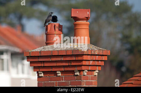 Swansea, Großbritannien, 20. März 2015. Verwirrt Krähen auf Schornstein in Swansea während des Höhepunkts der Sonnenfinsternis von heute. Bildnachweis: Phil Rees/Alamy Live-Nachrichten Stockfoto