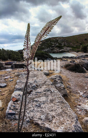 Exotische Strände - Itanos, Kreta, Griechenland Stockfoto