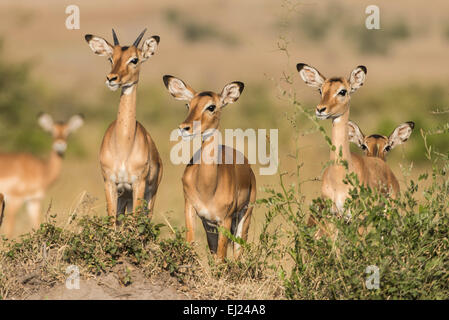 Impala, Aepyceros Melampus, Stockfoto