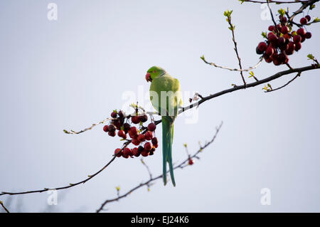 Ein Sittich, Essen einige Holzäpfel. Stockfoto