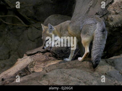 Schnellen Fuchs (Vulpes Velox), ursprünglich aus Grasland in den nördlichen USA und südlichen Kanada Stockfoto