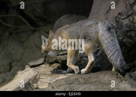 Schnellen Fuchs (Vulpes Velox), ursprünglich aus Grasland in den nördlichen USA und südlichen Kanada Stockfoto