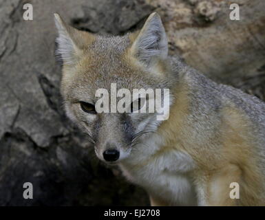 Schnellen Fuchs (Vulpes Velox), ursprünglich aus Grasland in den nördlichen USA und südlichen Kanada Stockfoto