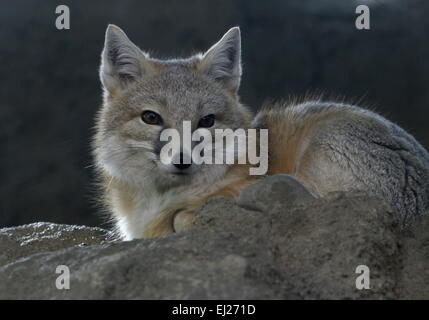 Schnellen Fuchs (Vulpes Velox), ursprünglich aus Grasland in den nördlichen USA und südlichen Kanada Stockfoto