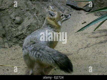 Schnellen Fuchs (Vulpes Velox), ursprünglich aus Grasland in den nördlichen USA und südlichen Kanada Stockfoto