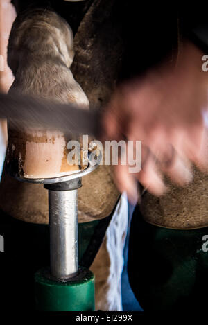 Arbeiten mit Hufeisen Stockfoto